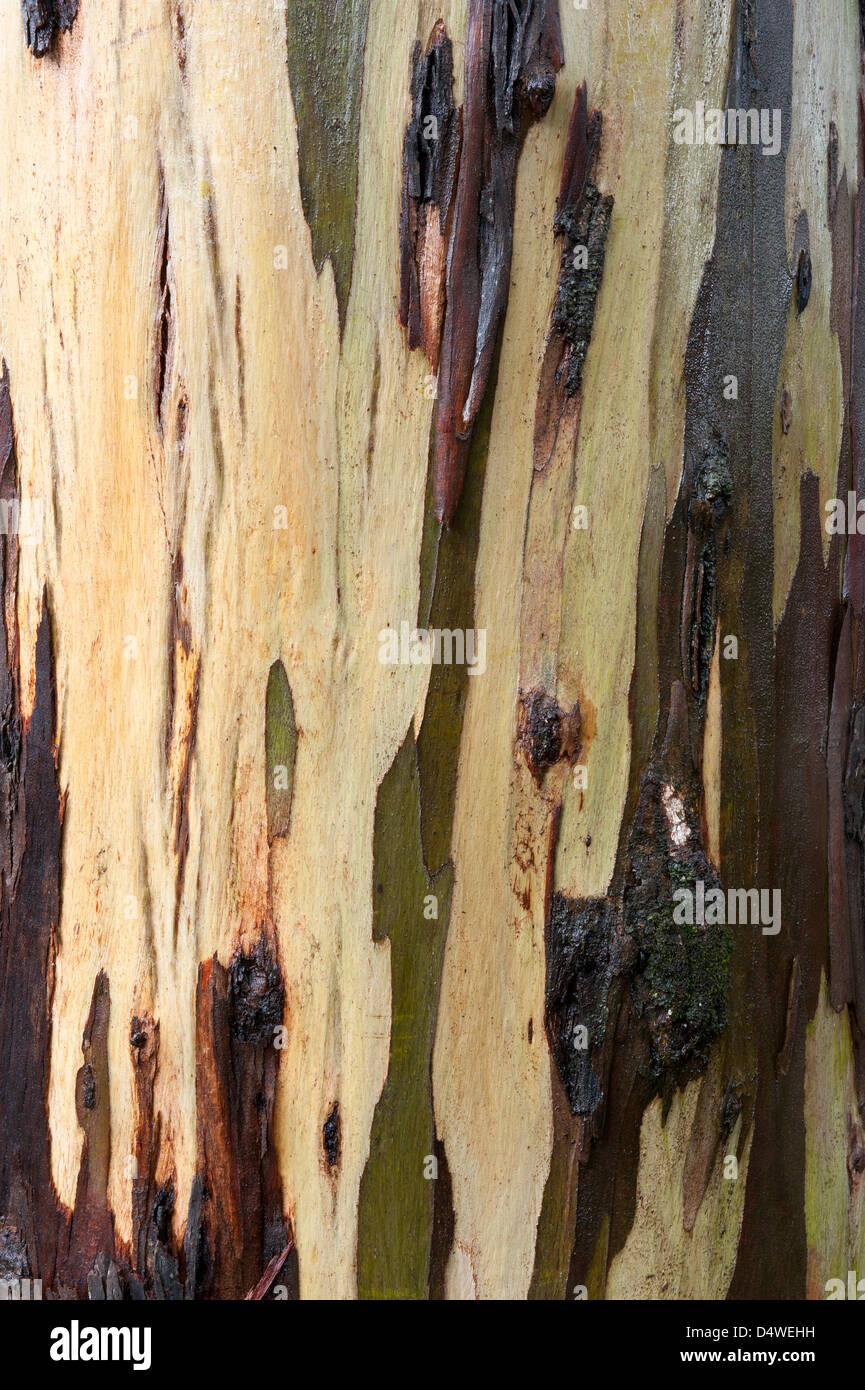 Blue Gum (Eucalyptus globulus) close-up of bark after rain plantation Foia Algarve Portugal Iberian Peninsula Europe Stock Photo