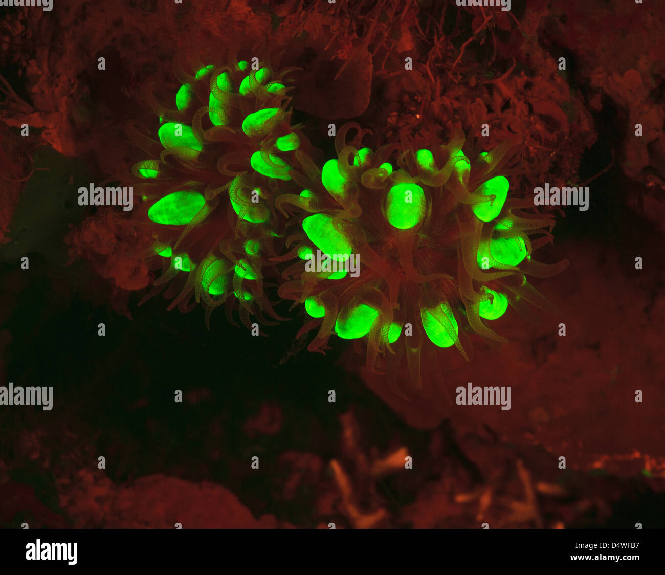 Coral fluorescence hires stock photography and images Alamy