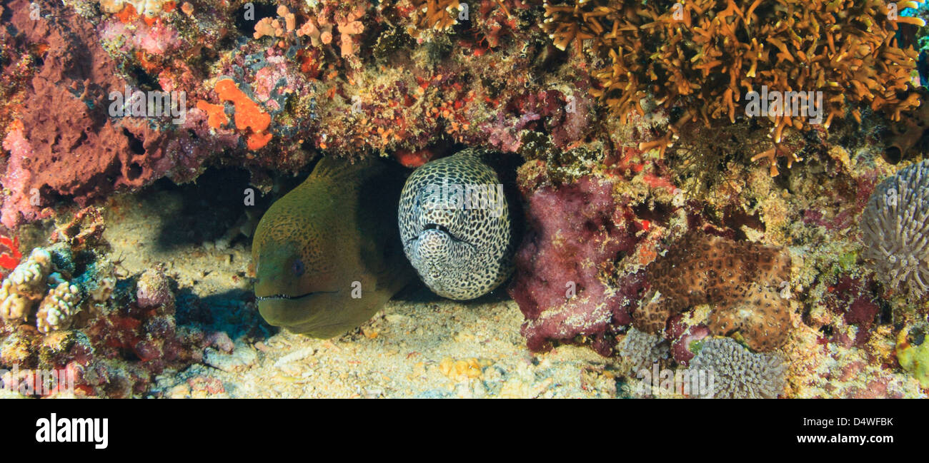 Eels peering out of coral reef Stock Photo