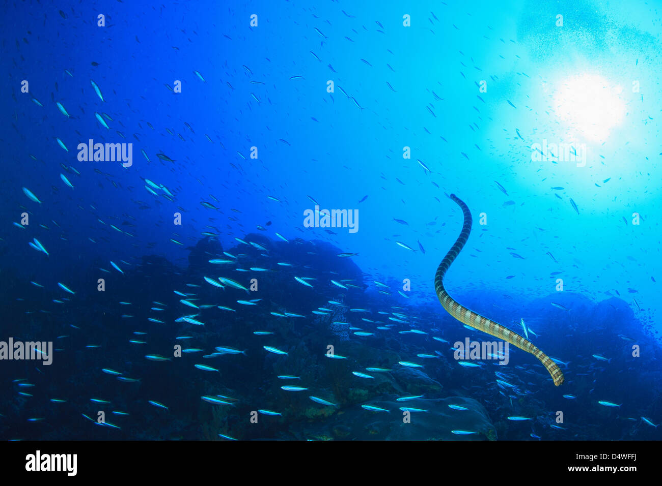 Eel swimming in school of fish Stock Photo