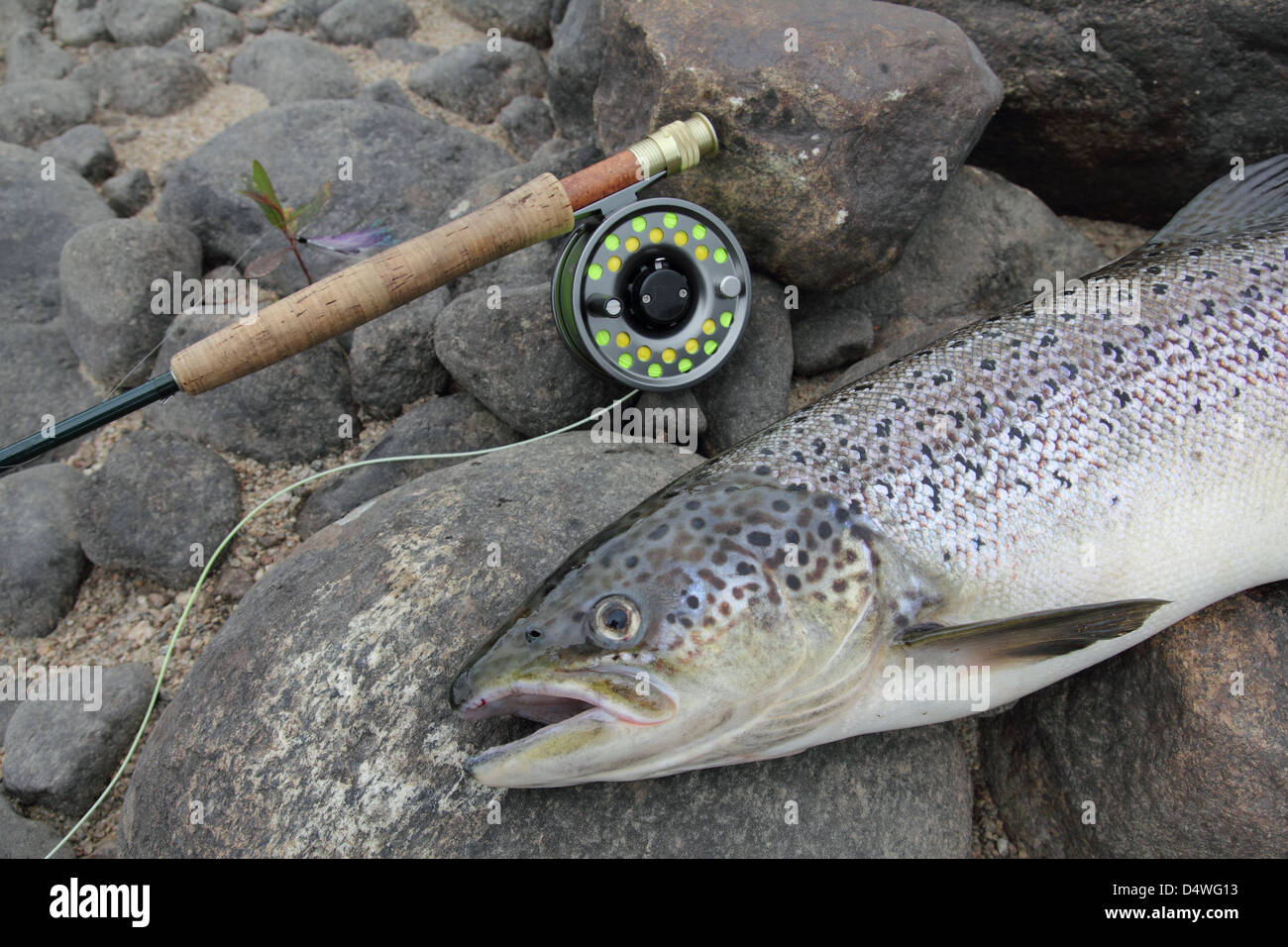 Salmon fishing reel hi-res stock photography and images - Alamy