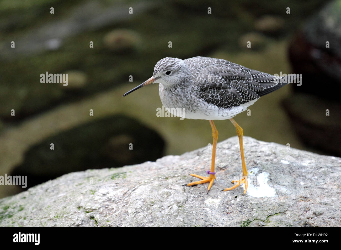 long beak bird Stock Photo - Alamy