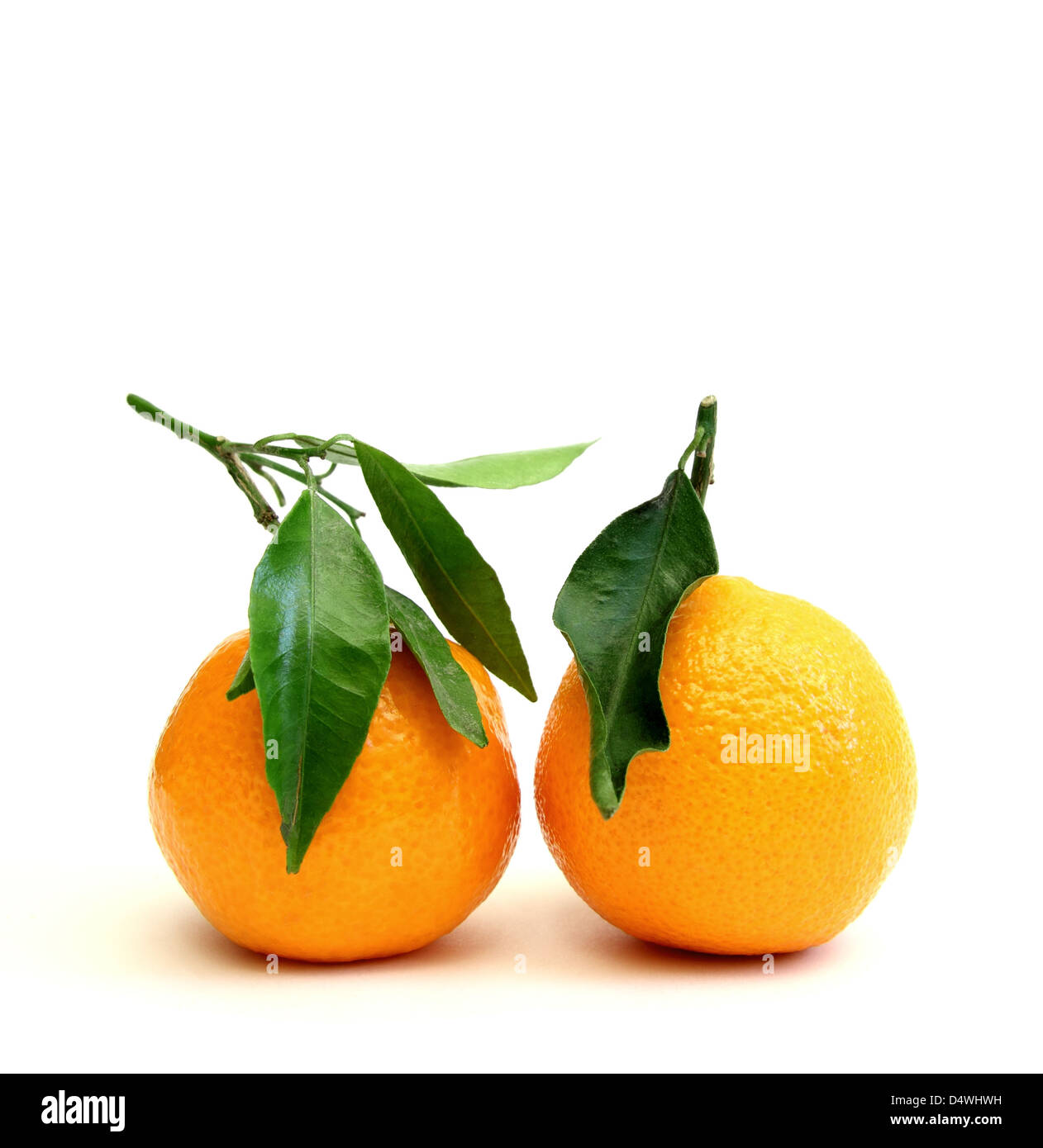 Clementine fruit hires stock photography and images Alamy