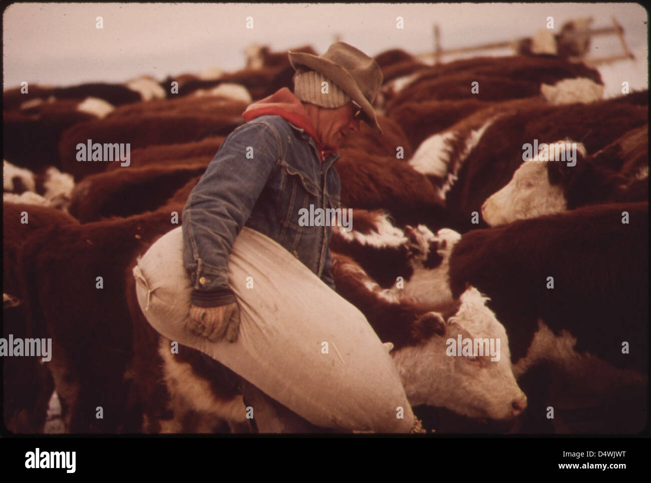Old Time Ranchers 1972 rancher hi-res stock photography and images - Alamy