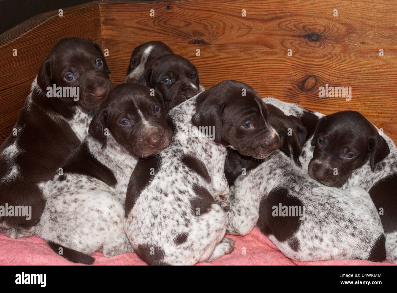 Litter Of Young German Short Haired Pointer Puppies Stock Photo