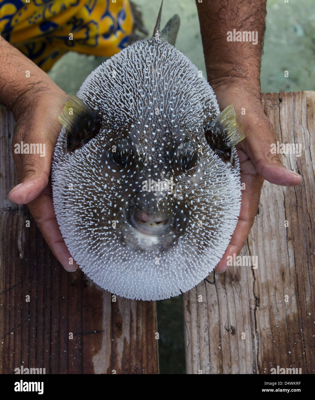 white spotted fish Stock Photo