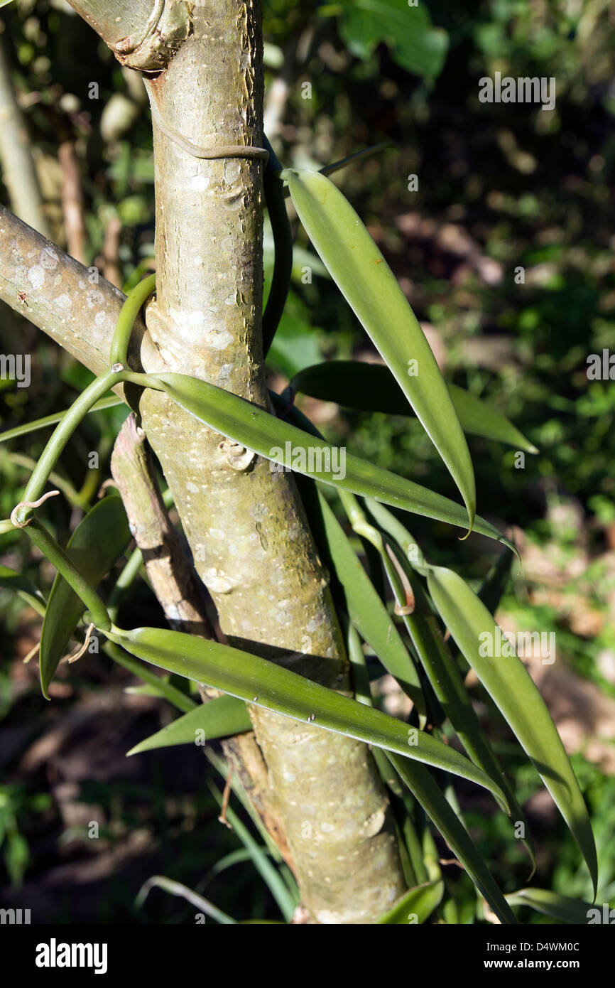 Vanilla bean plant hires stock photography and images Alamy