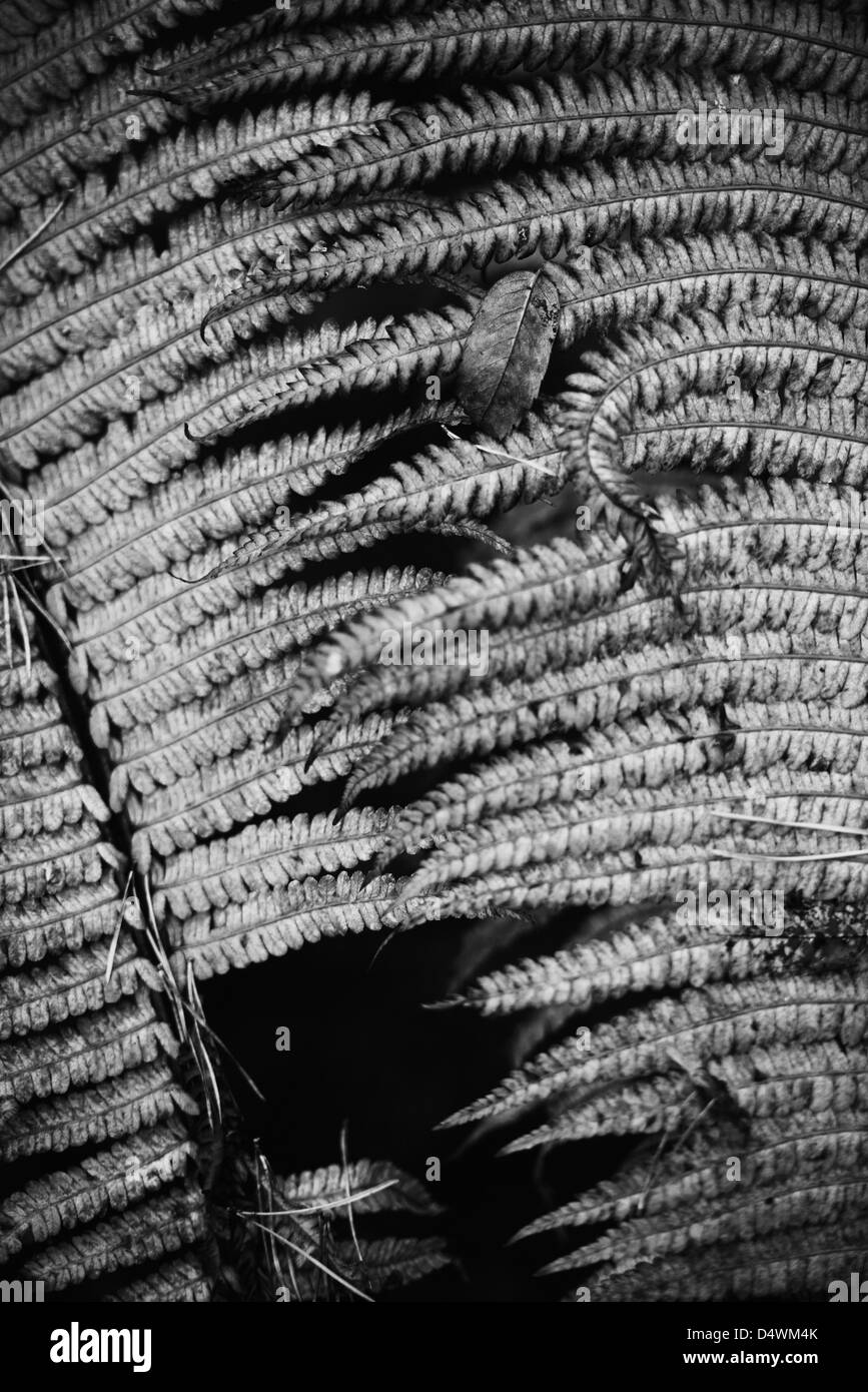 Closeup of fern plant in black and white Stock Photo