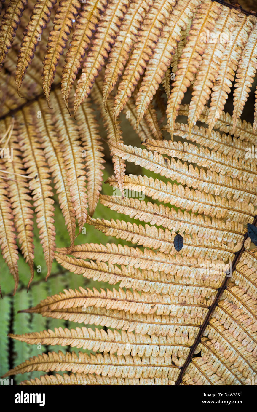 Yellow autumn leaves on fern plants Stock Photo