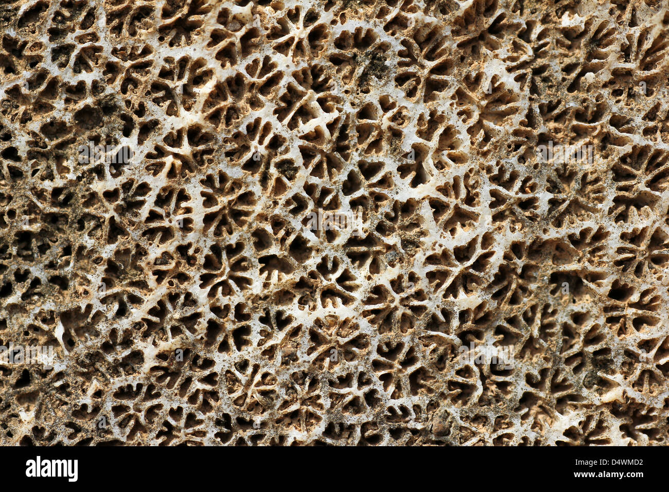 Macro Detail Of Colonial Coral Used In Wall Construction Galle Old Fort, Sri Lanka Stock Photo
