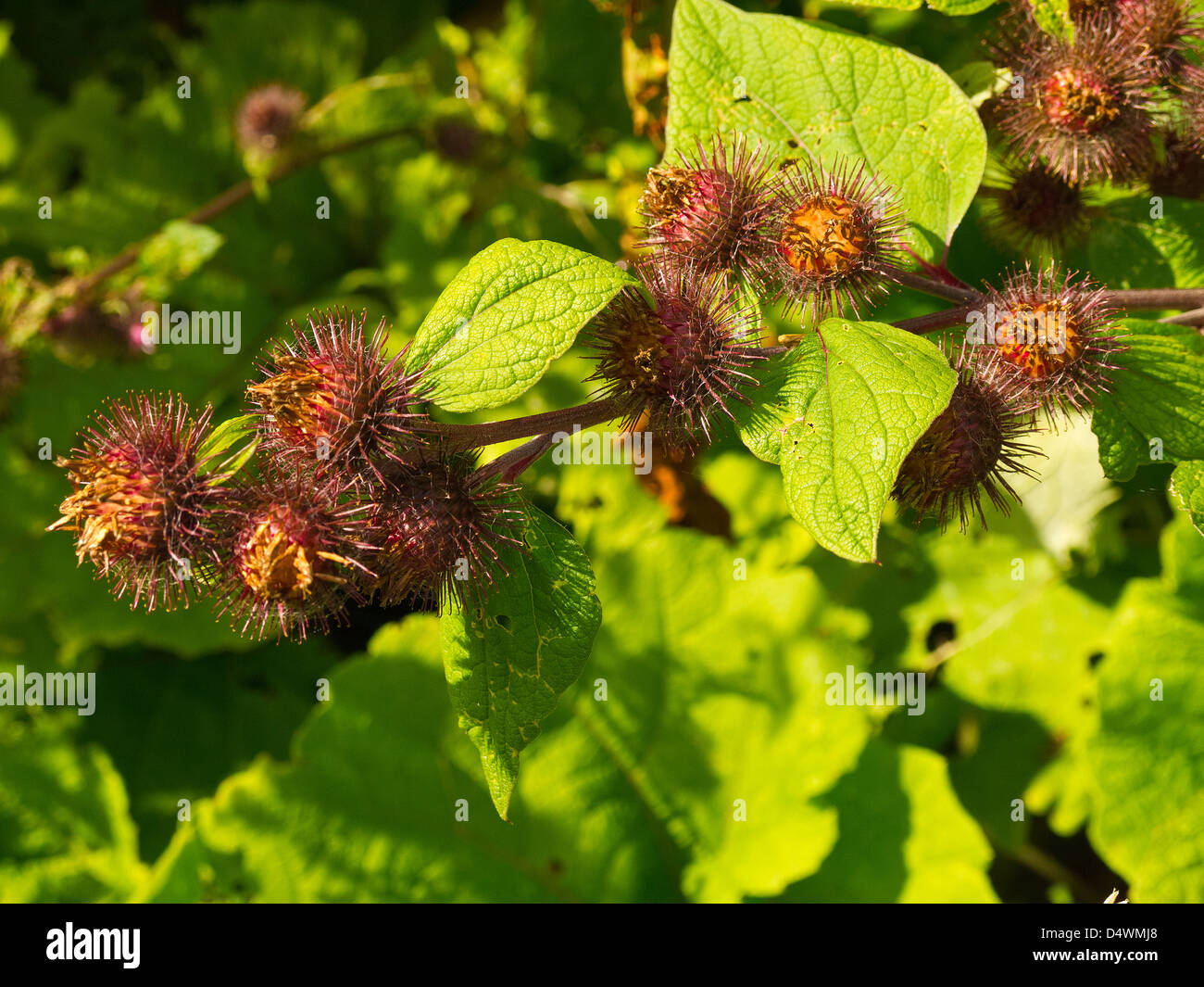 Burrs on Burdock plant in an English Hedgerow in Burnley Lancashire Stock Photo