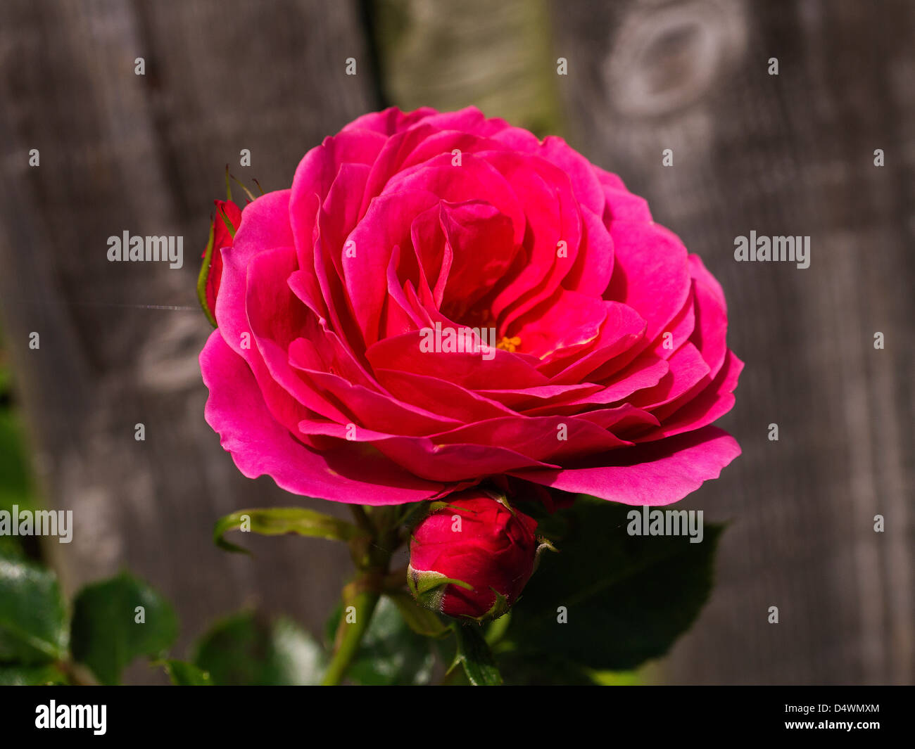 Rose in an English Garden in Burnley Lancashire Stock Photo