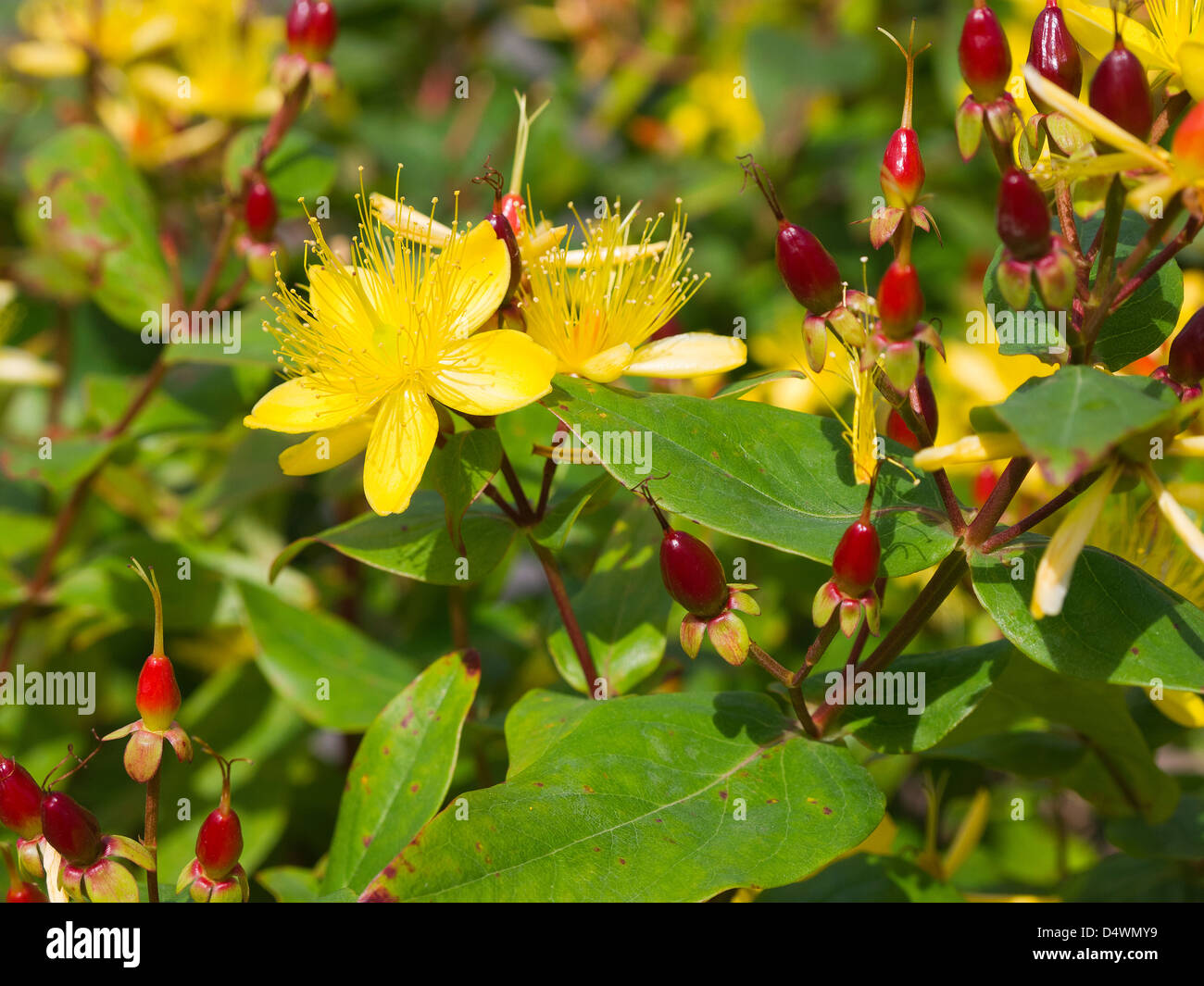 St Johns Wort or Hypericum Flowers in an English Garden in Burnley Lancashire Stock Photo