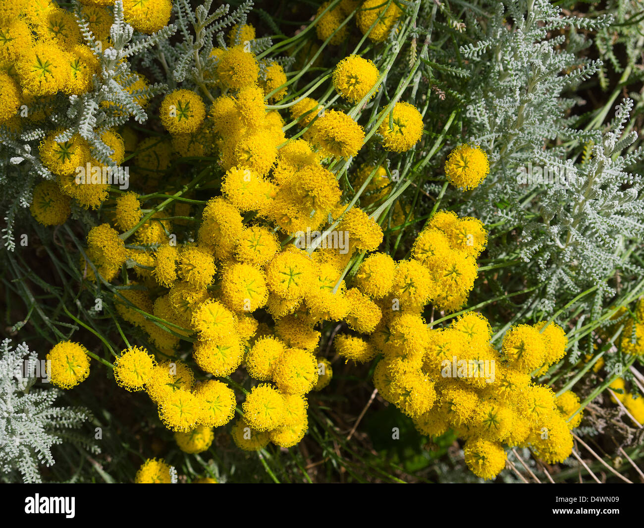 Santelina Flowers in an English Garden in Burnley Lancashire Stock Photo
