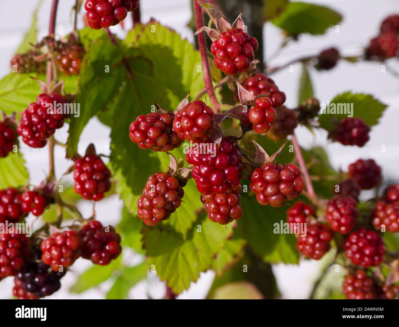Tayberry fruits ripening in an English Garden in Burnley Lancashire Stock Photo