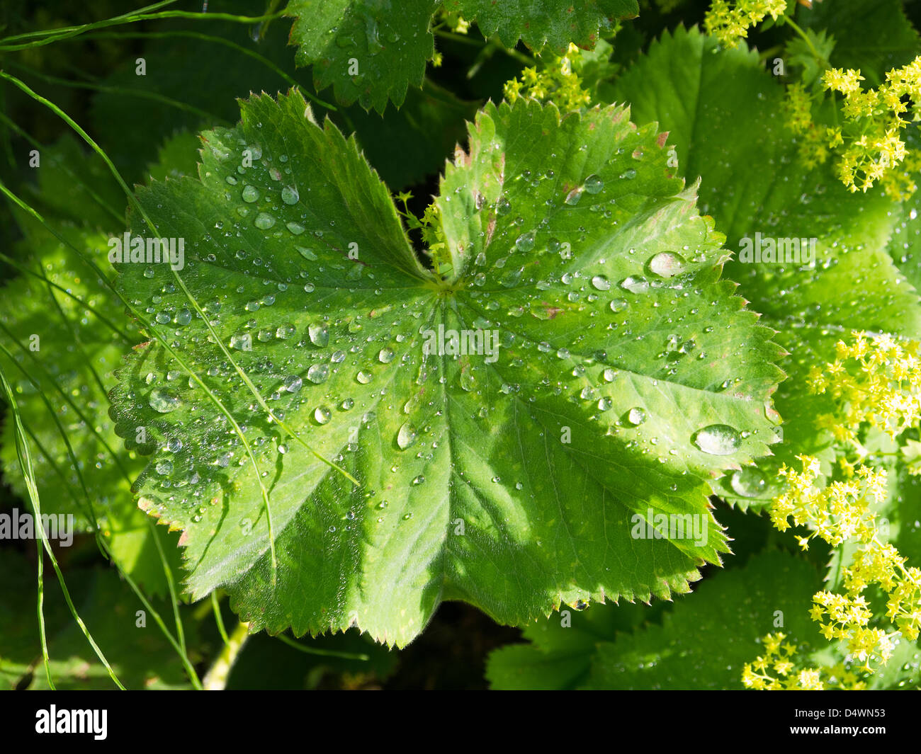 Alchemilla Mollis leaves after rain in an English Garden in Burnley Lancashire Stock Photo