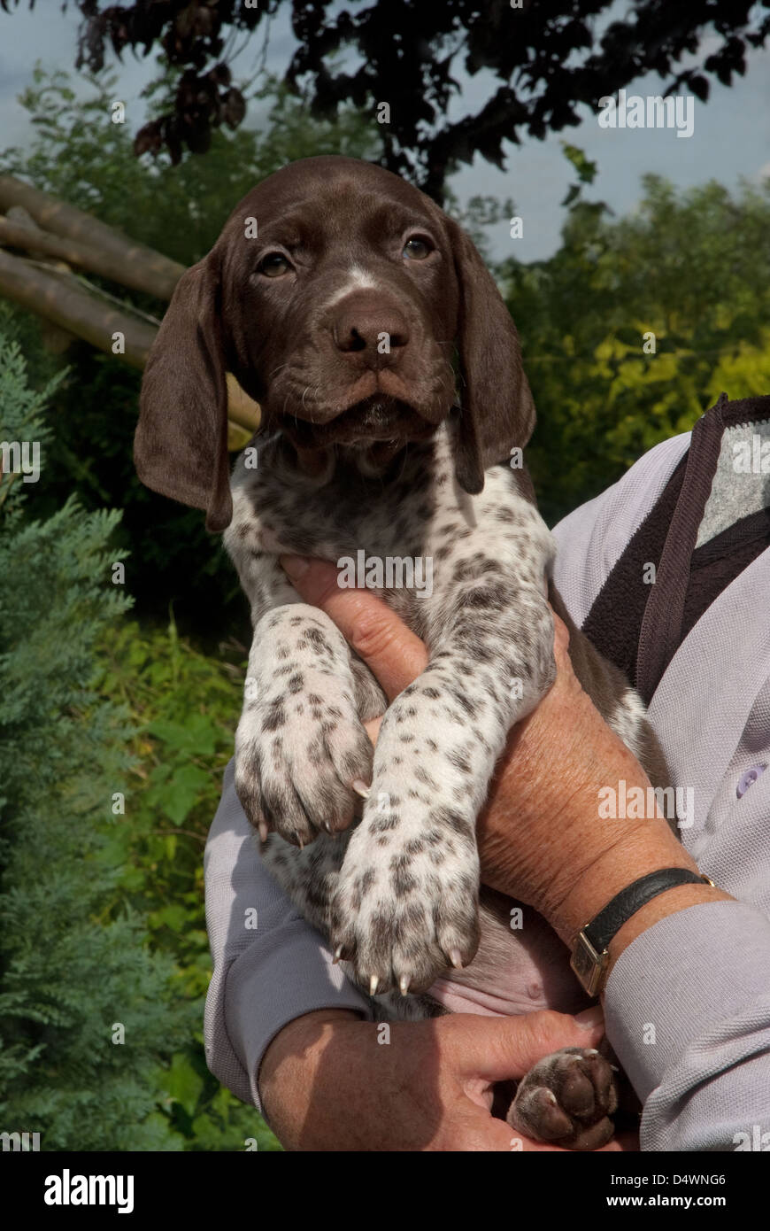 Pointer puppy hi-res stock photography and images - Alamy
