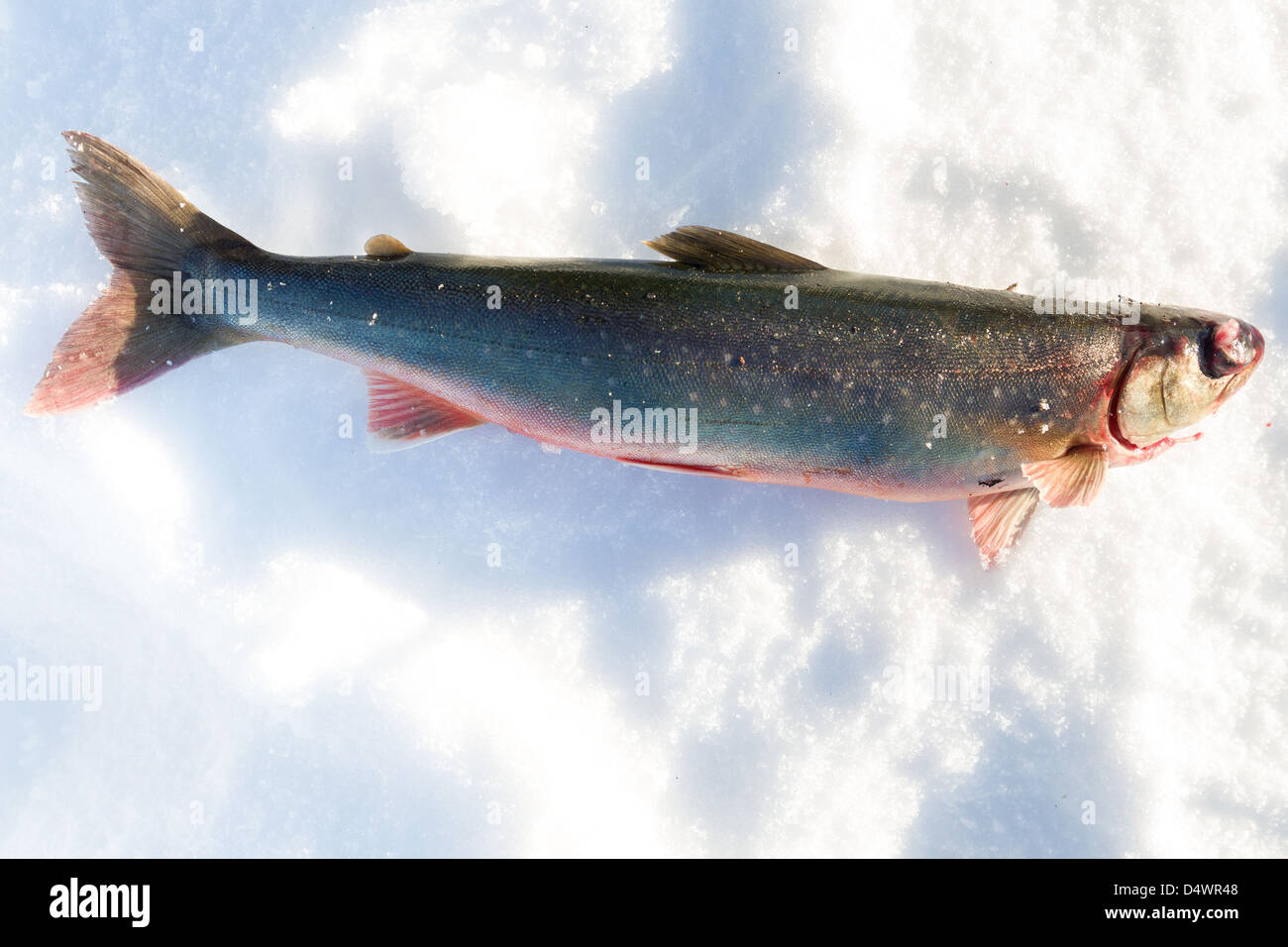 An arctic char cought lying on the ice Stock Photo