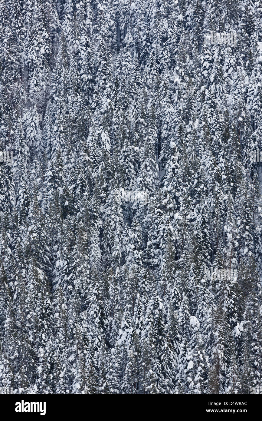 Fir trees pattern hi-res stock photography and images - Alamy
