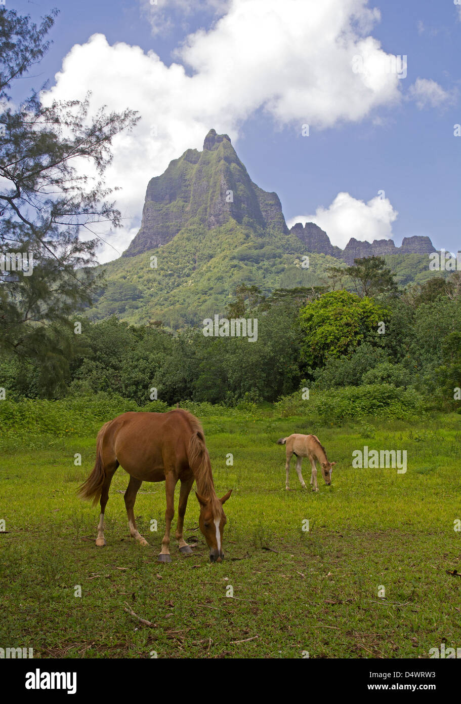 horses in the valley Stock Photo Alamy
