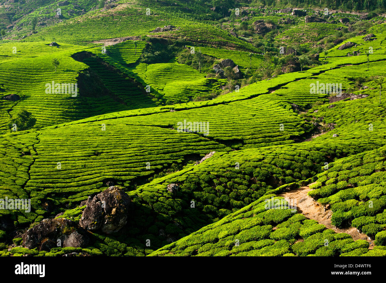 Tea plantation landscape. Munnar, Kerala, India. Nature background Stock Photo