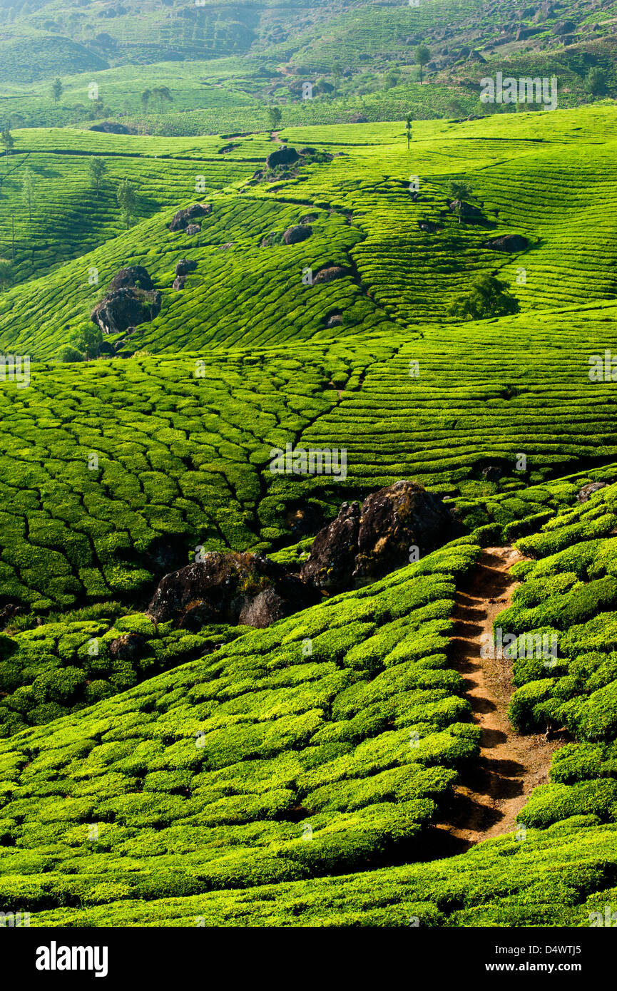 Tea plantation landscape. Munnar, Kerala, India. Nature background Stock Photo