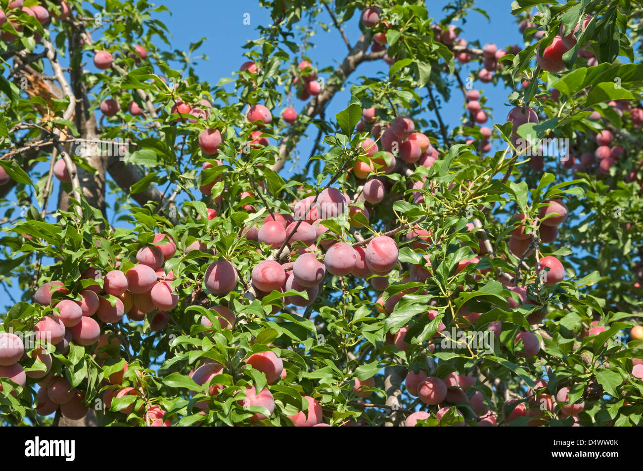 The plum-tree is photographed on a background of the blue sky Stock Photo