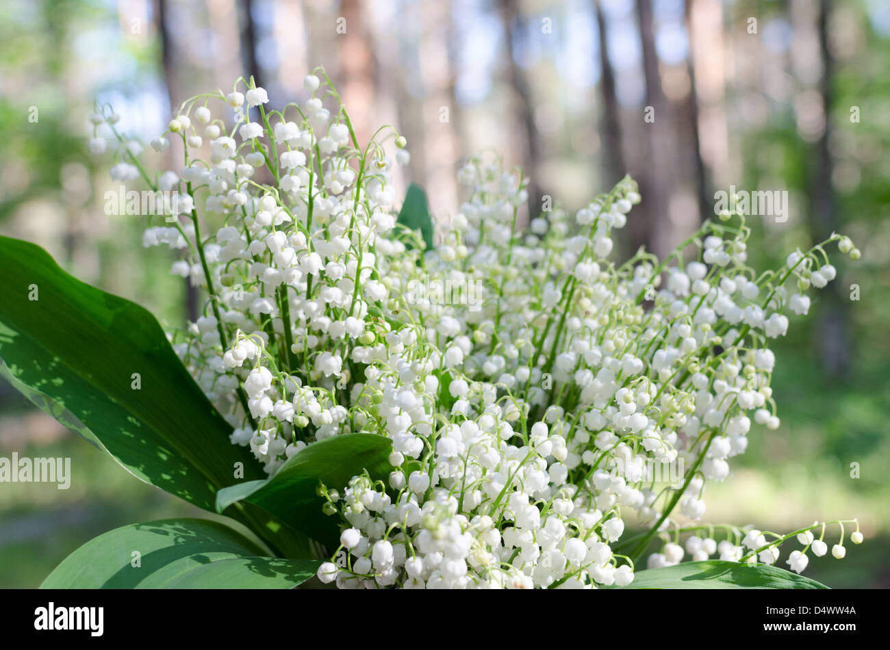 Convallaria majalis Lily of the Valley poisonous woodland flowering plant forest Stock Photo Alamy