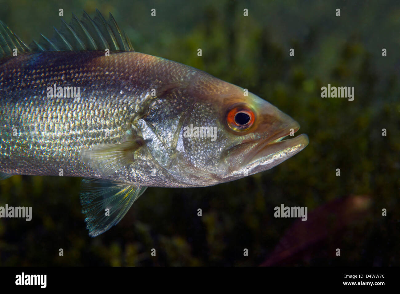 A close-up view of an adolescent Florida Largemouth Bass. Stock Photo