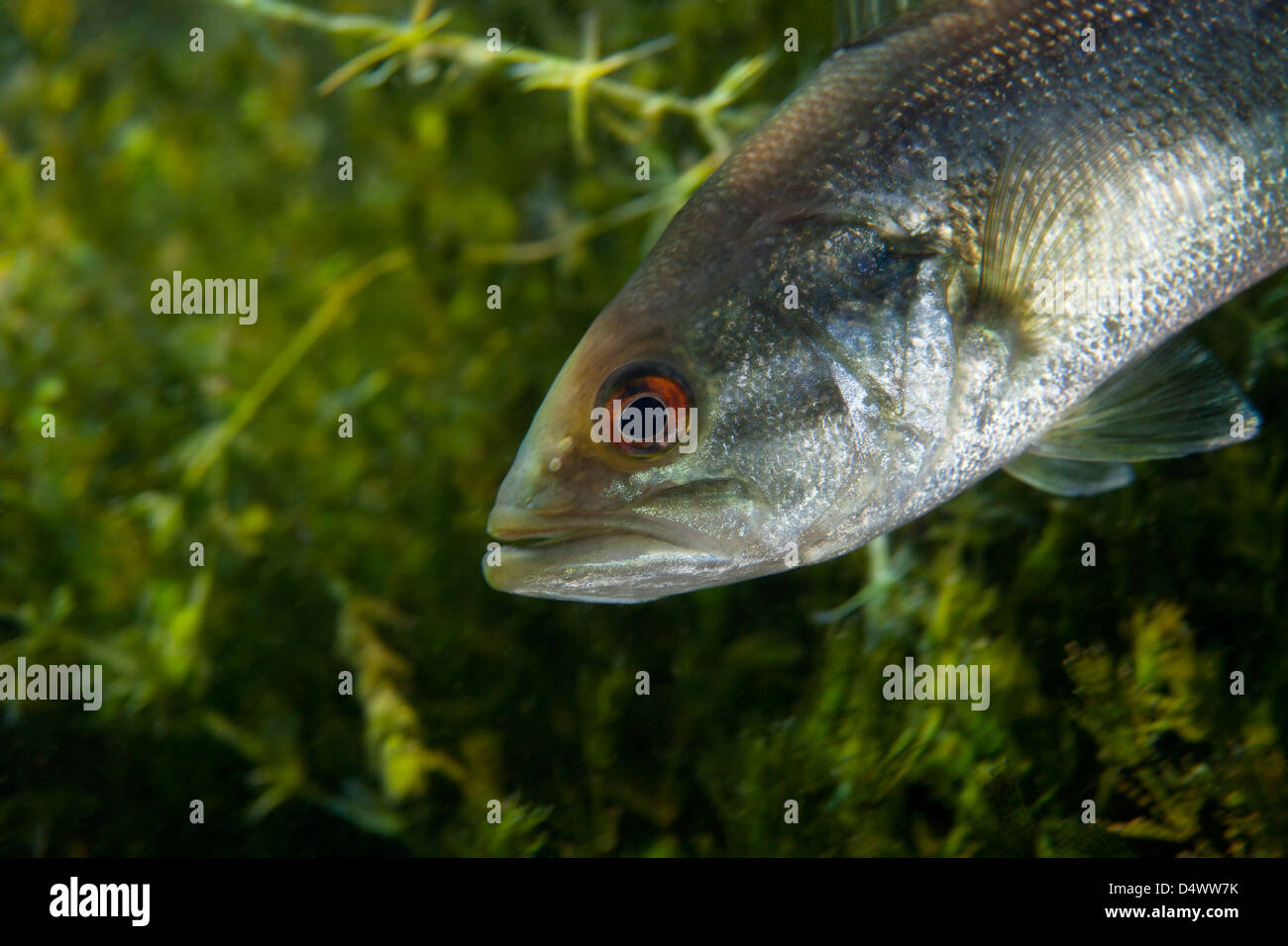 A close-up view of an adolescent Florida Largemouth Bass. Stock Photo