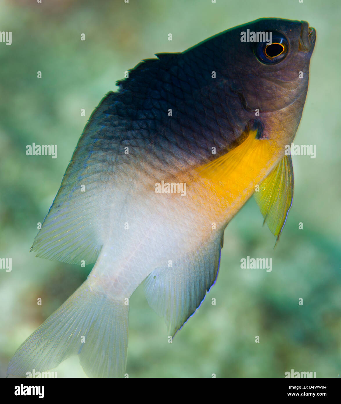 Close-up of a bicolor damselfish (Stegastes partitus) as it swims up from the coral reef off the coast of Key Largo, Florida. Stock Photo