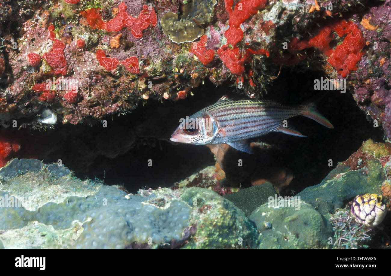 Blackfin squirrelfish swimming out from under a reef ledge, Papua New Guinea. Stock Photo