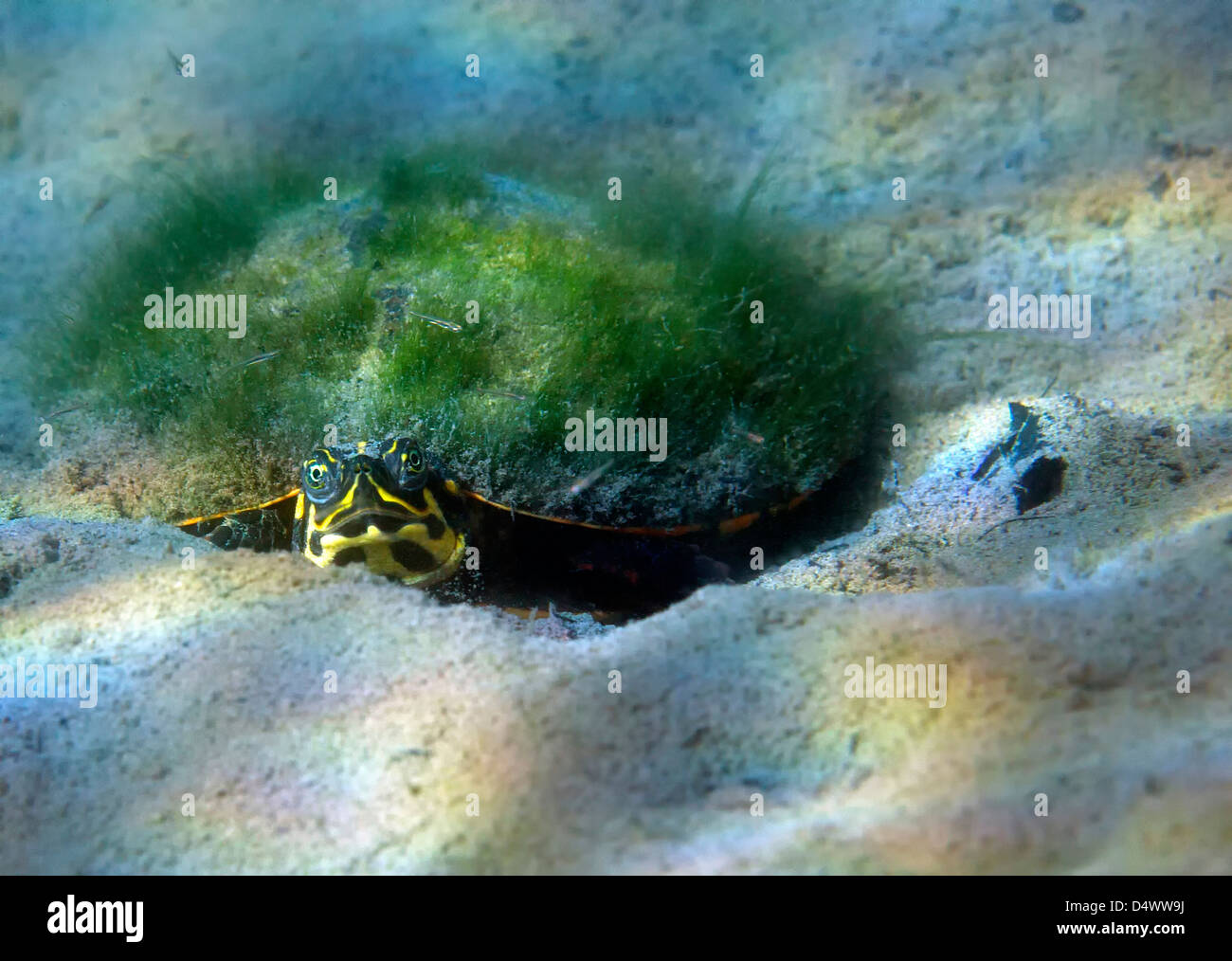 Moss growth on the shell of a map turtle laying on the sandy bottom of Morrison Springs, Florida. Stock Photo
