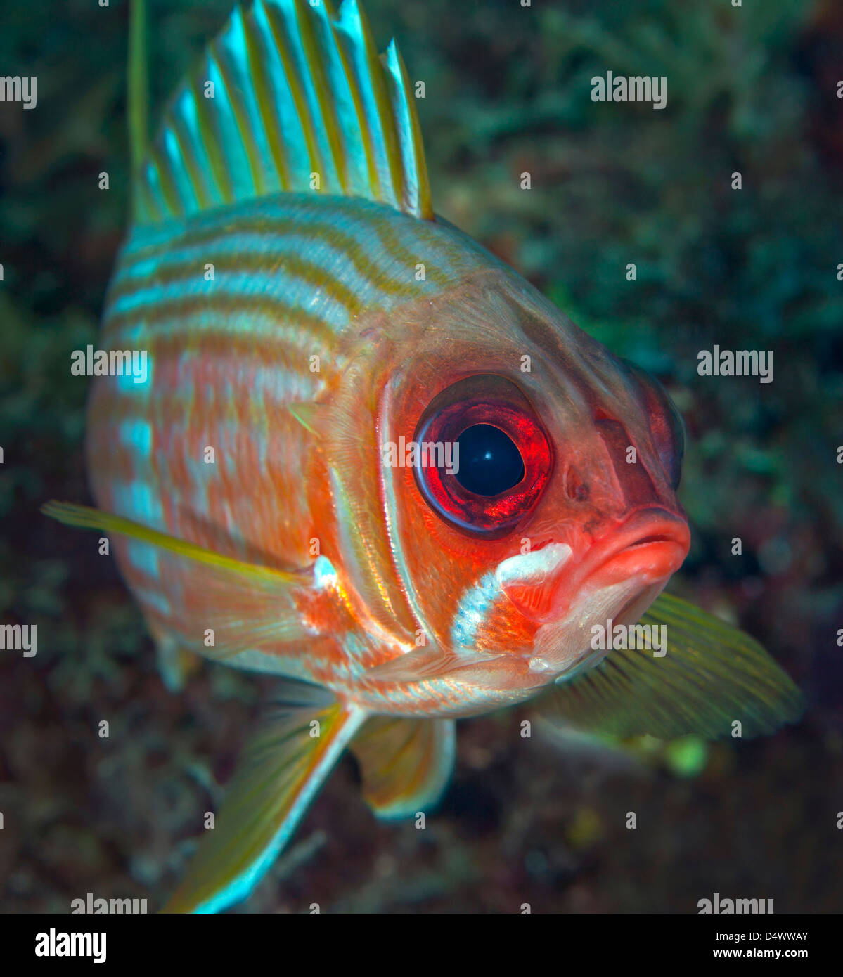 A squirrelfish turns and looks close into the camera off the coast of Key Largo, Florida. Stock Photo
