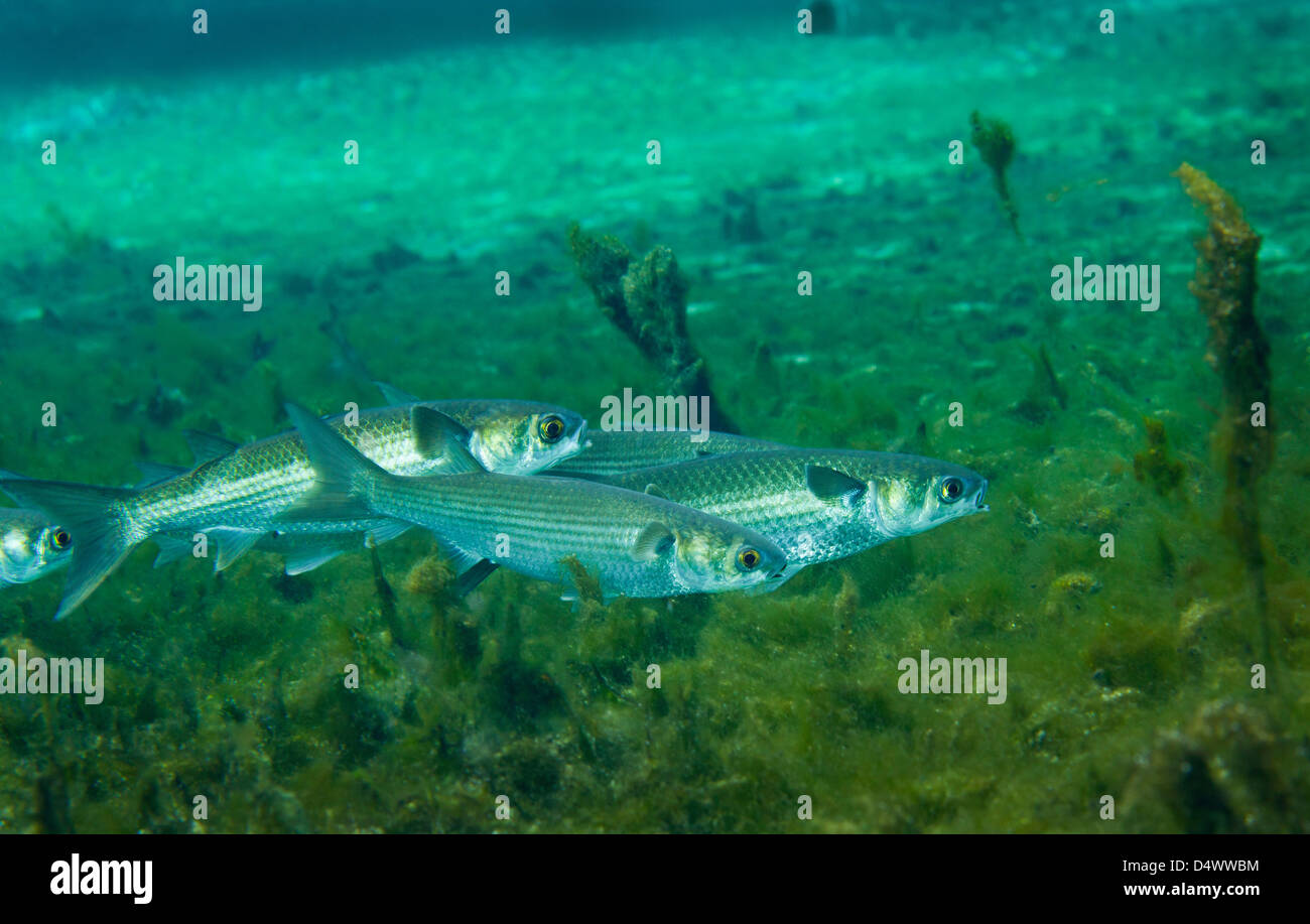 A school of Striped Mullet wim along the bottom of Fanning Springs, Florida. Stock Photo