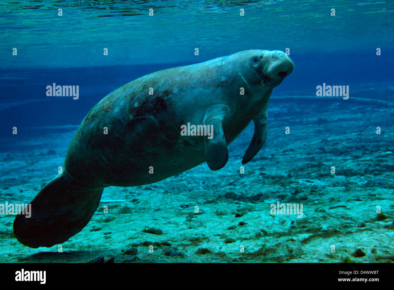 A West Indian Manatee surfacing in the shallow clear freshwaters of Fanning Springs, a state park in northeast Florida. Stock Photo