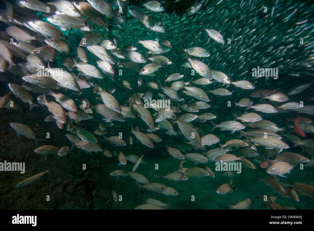 Glass minnows hi-res stock photography and images - Alamy