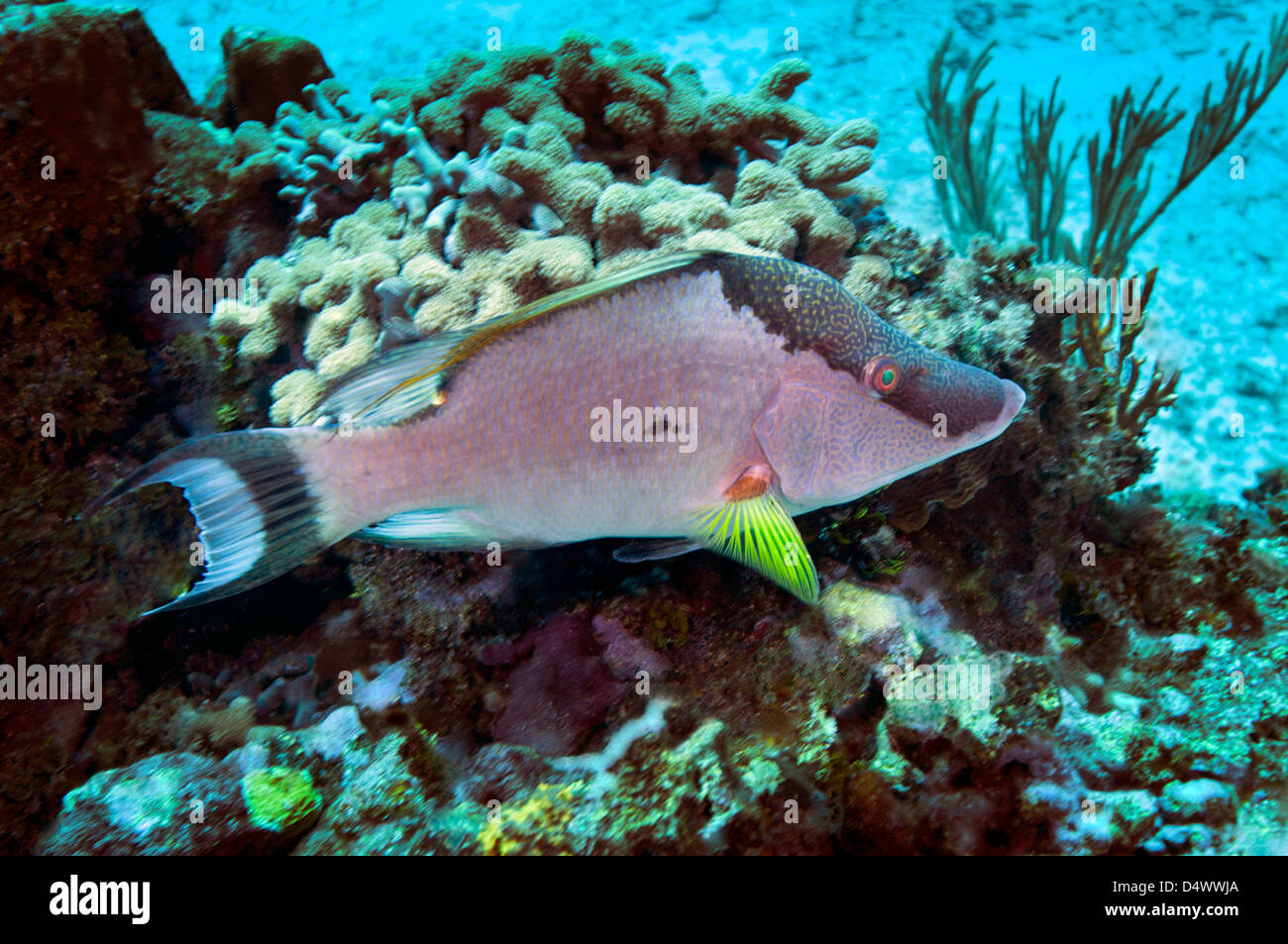 A Hogfish (Lachnolaimus maximus) swimming above a coral reef offshore of Grand Cayman Island. Stock Photo