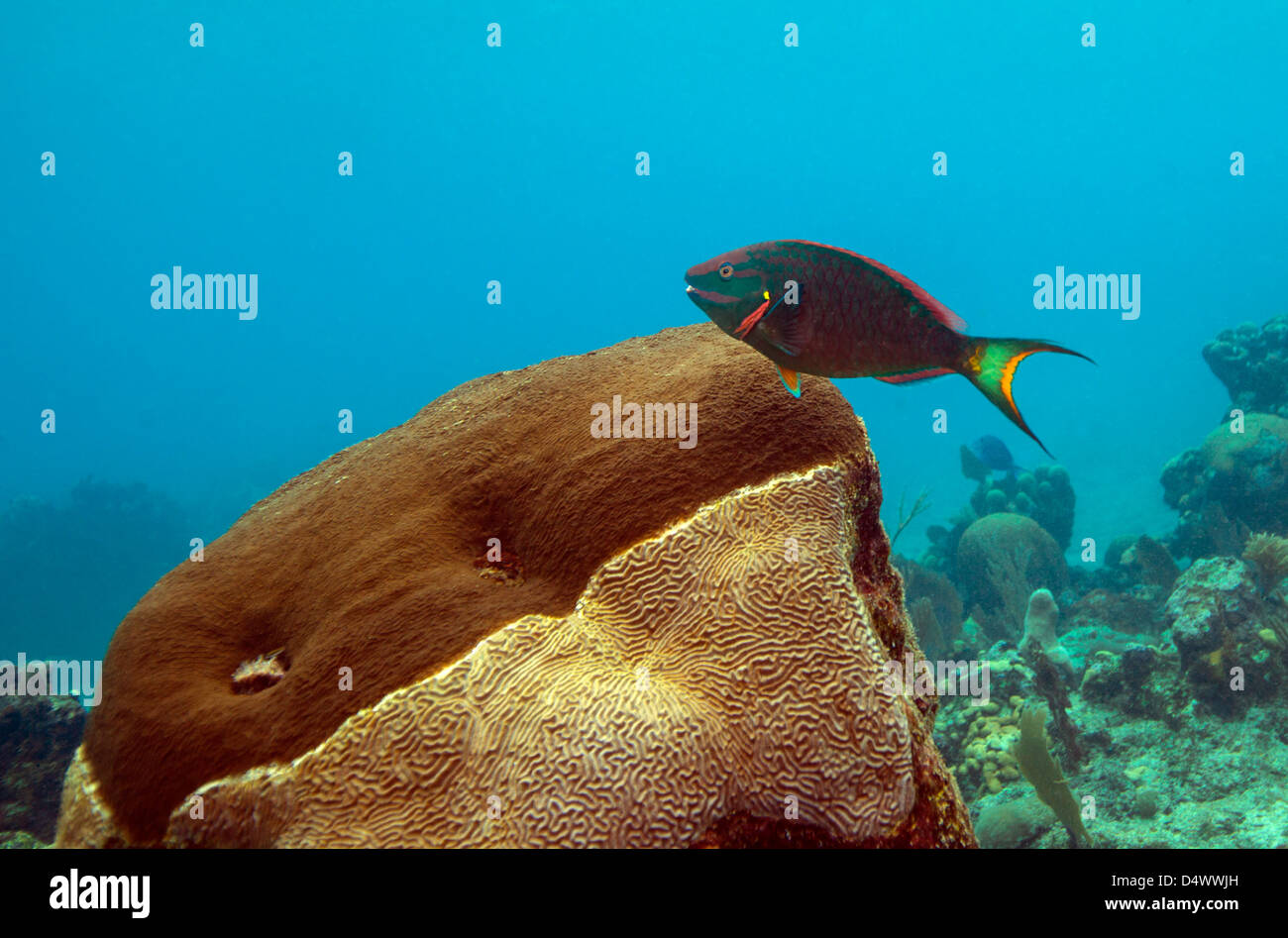 A Rainbow Parrotfish swimming over brain coral in the warm clear waters of Roatan, Honduras. Stock Photo