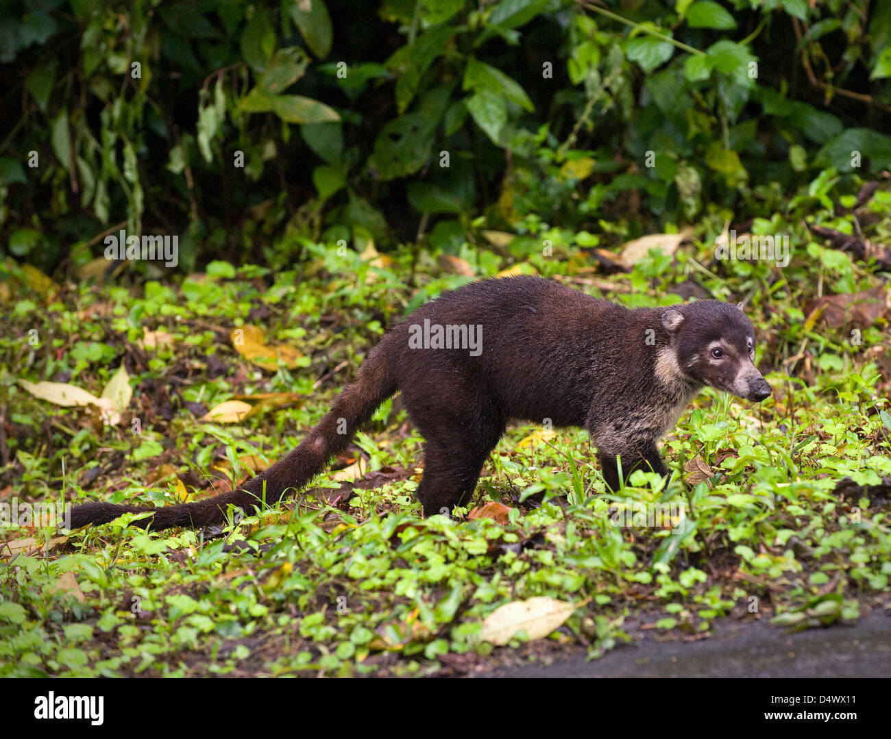 white-nosed coati (Nasua narica) Stock Photo