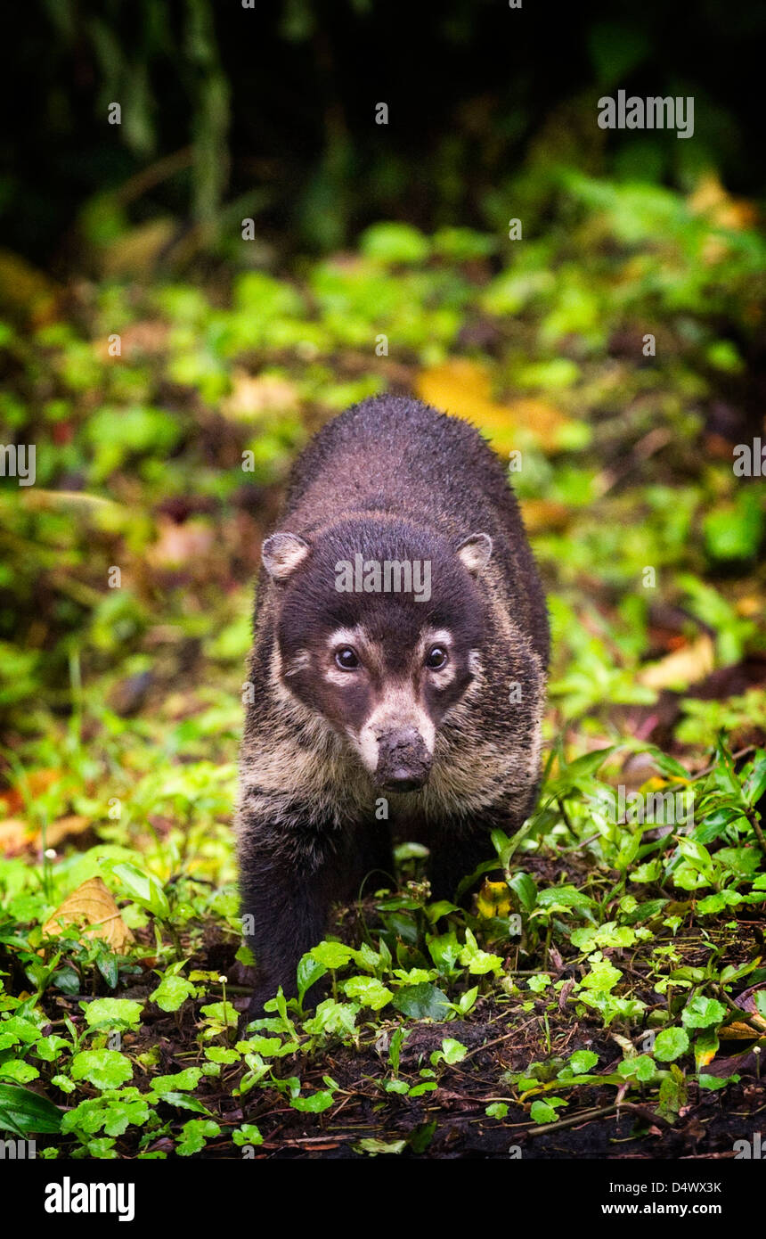 white-nosed coati (Nasua narica) Stock Photo