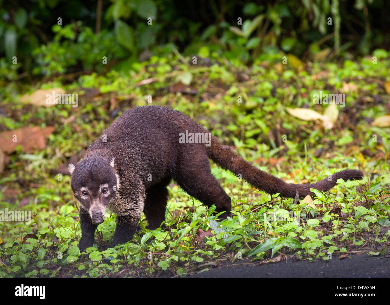 white-nosed coati (Nasua narica) Stock Photo