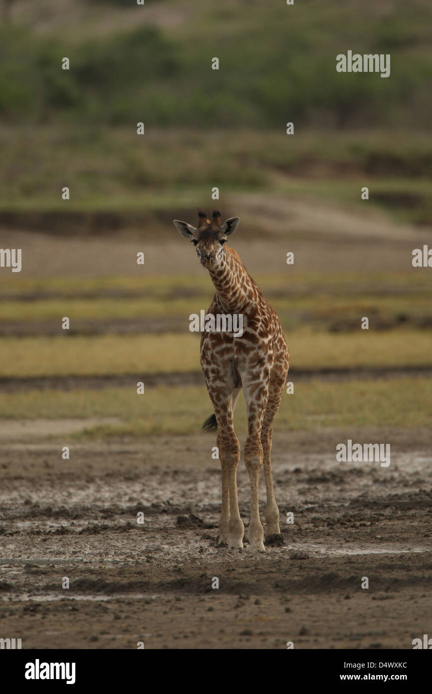 Giraffe jumping hires stock photography and images Alamy