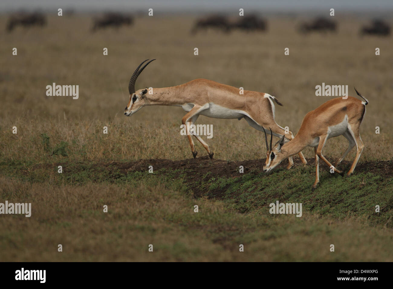 Gazelle jumping sunset hi-res stock photography and images - Alamy