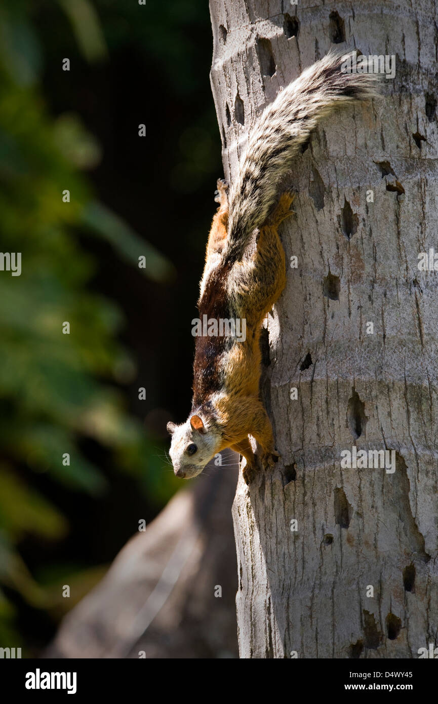 variegated squirrel (Sciurus variegatoides) Costa Rica. Stock Photo