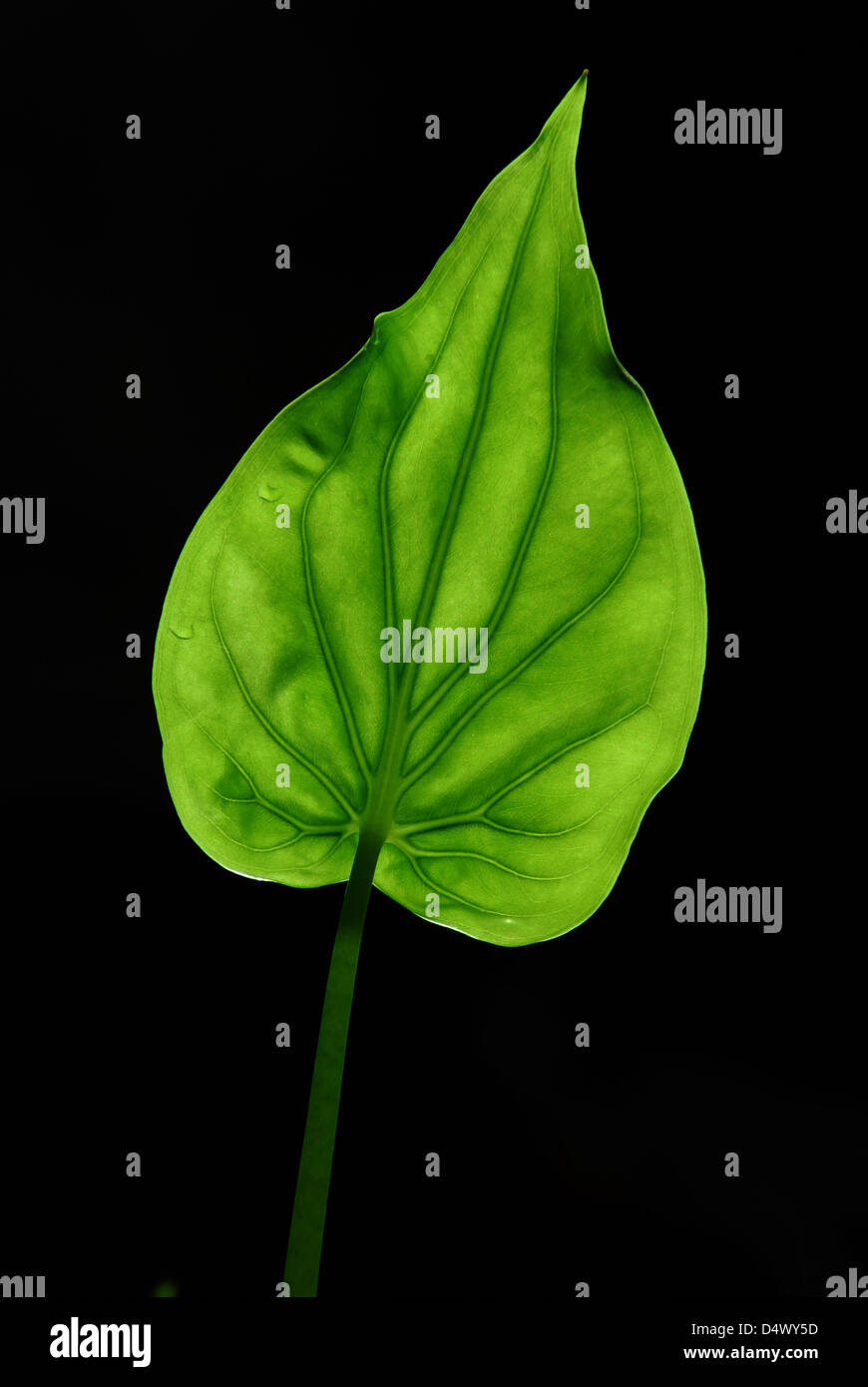 a green leaf on black background Stock Photo - Alamy