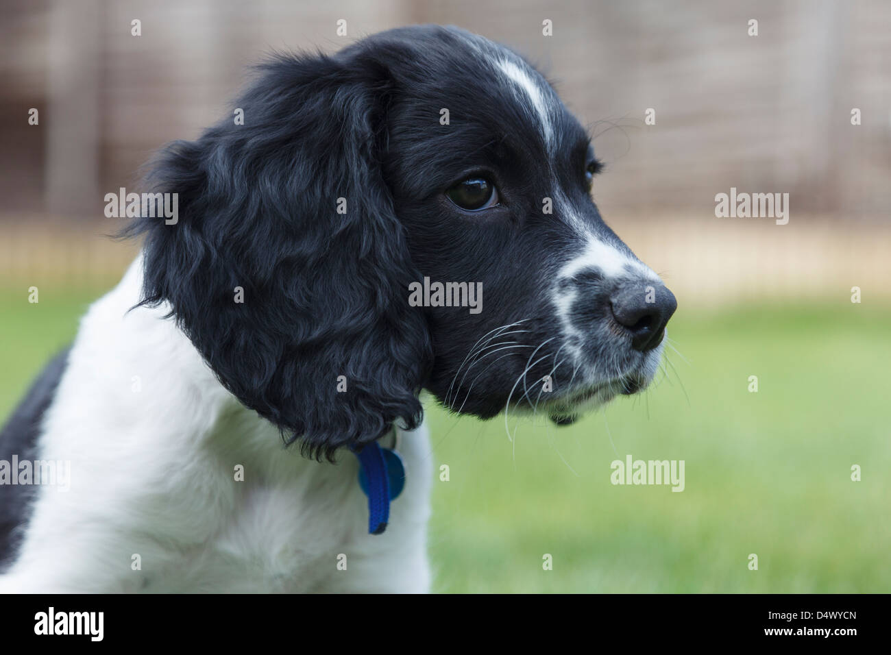 Portrait of a cute ten week old black and white English Springer Spaniel puppy dog in a garden. England, UK, Britain Stock Photo