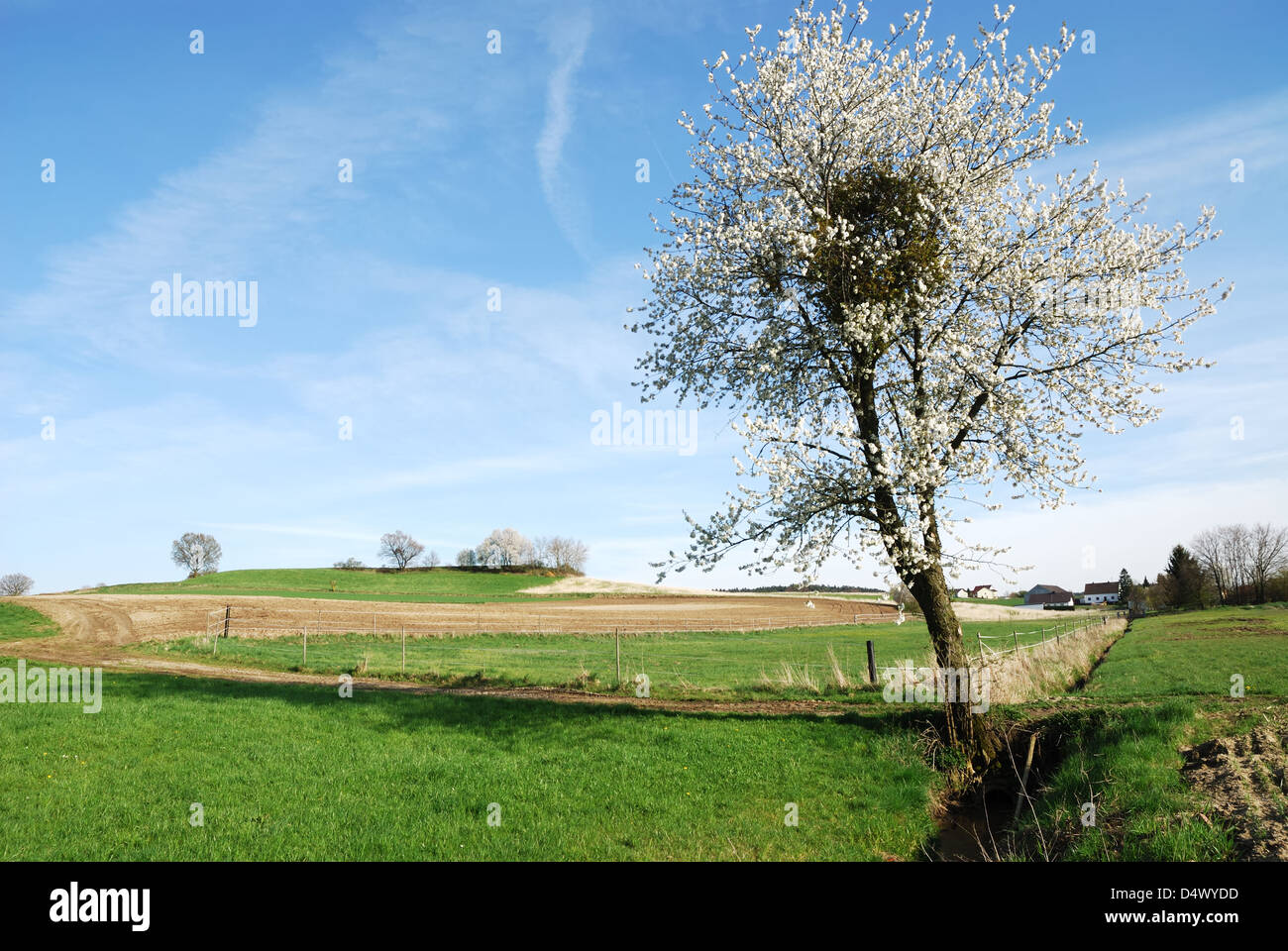 Spring scenic whith a flowering tree in Bavaria Stock Photo