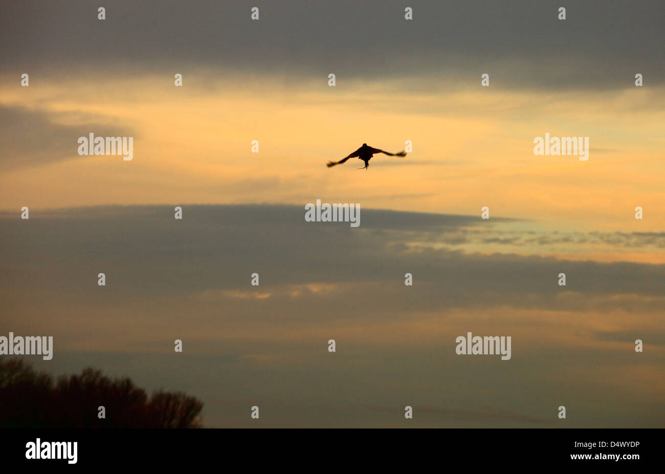 Pheasant flying away at dusk. Stock Photo