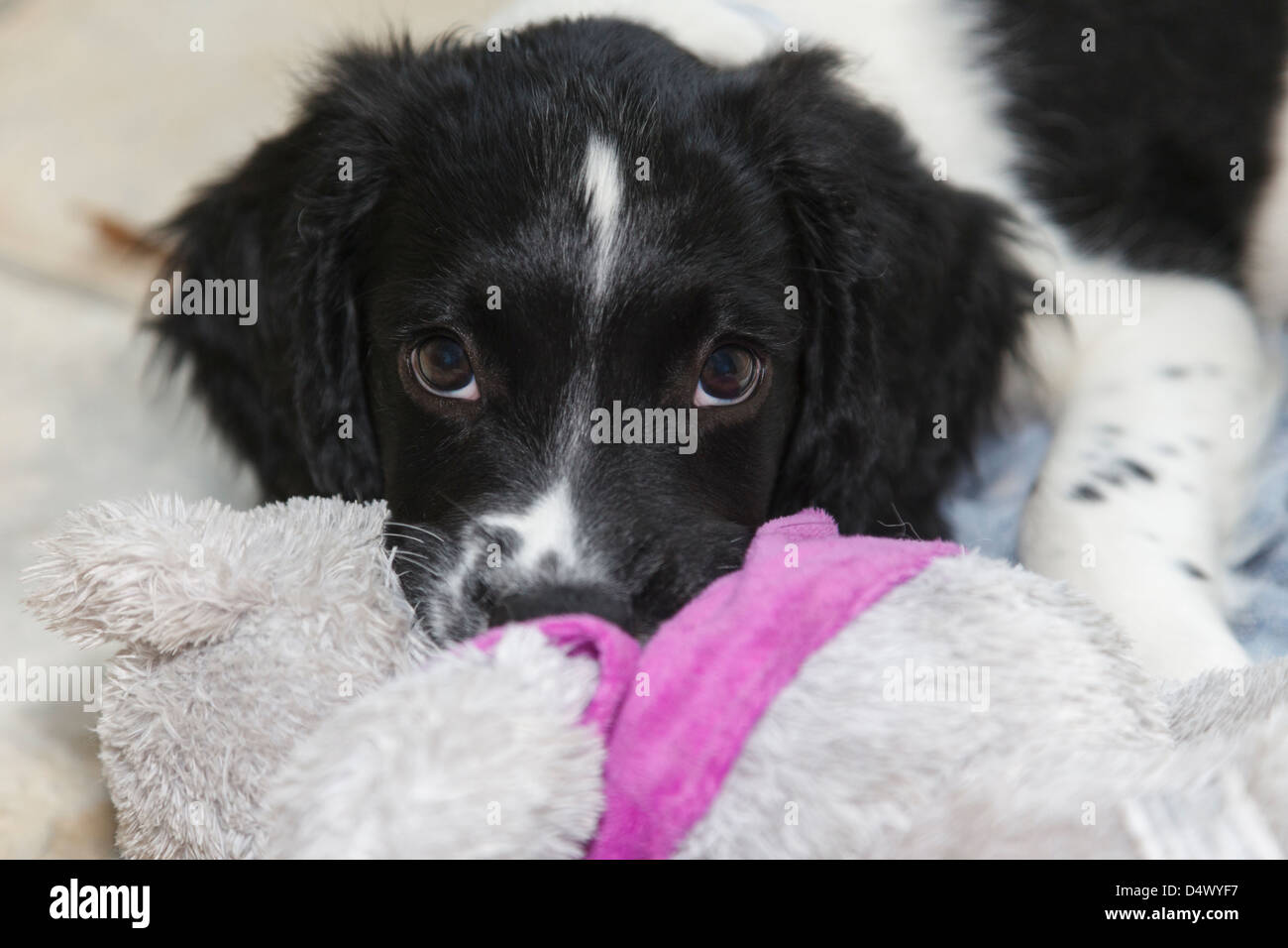black and white springer spaniel stuffed animal